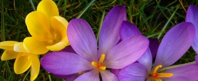 Nie bójmy się cebul