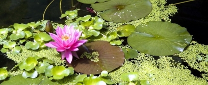 Królewskie Ogrody Botaniczne w Kew